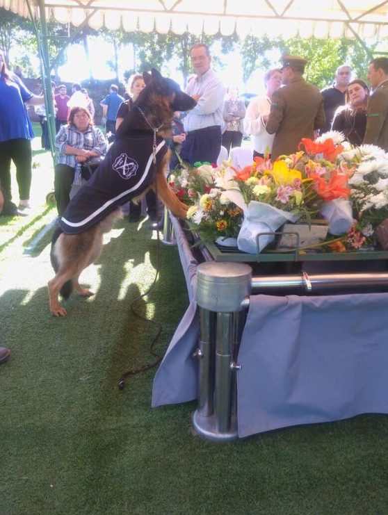 Unbreakable Bond: The touching moment a loyal dog says goodbye to his beloved owner