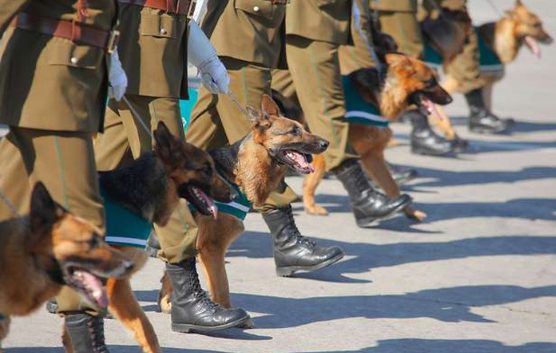 Unbreakable Bond: The touching moment a loyal dog says goodbye to his beloved owner