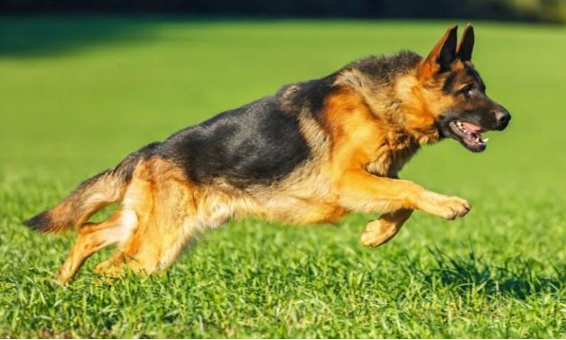The German Shepherd sat motionless on the coffin of a little girl as if trying to hide something underneath. The people gathered around froze in fear when they realized why the dog did not want to leave the coffin.
